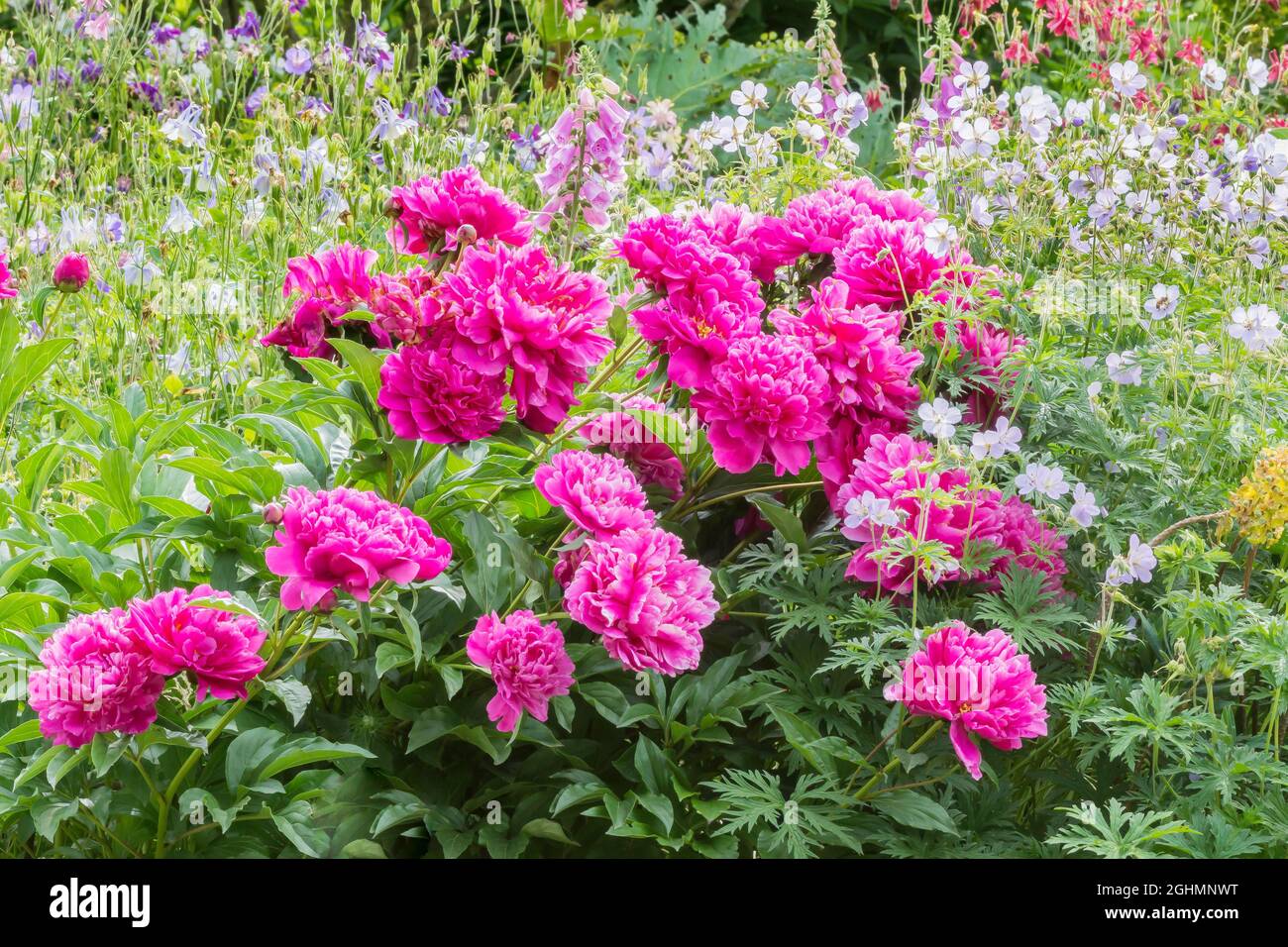 Paeonia lactiflora 'Victoire de la Marne', Geranium pratense 'Wisley