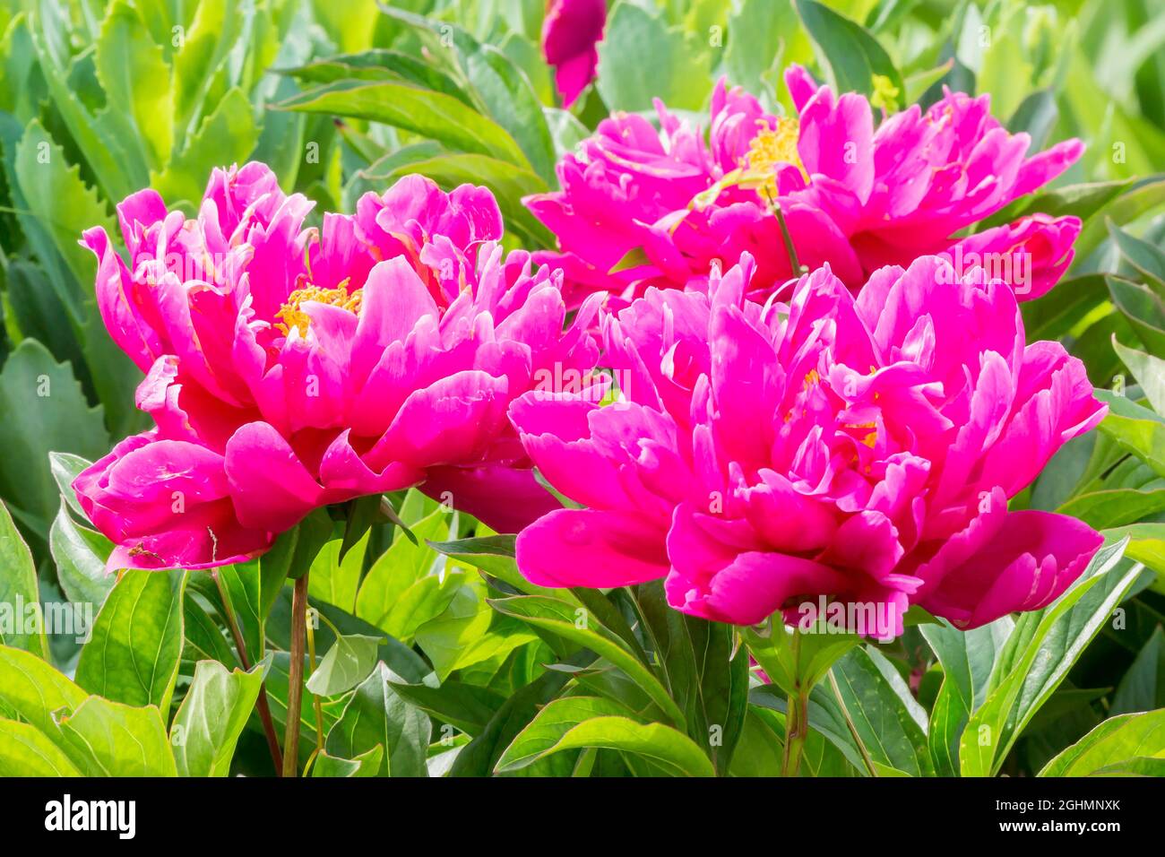 Paeonia lactiflora 'Bossuet' Obtenteur : Melliez Stock Photo