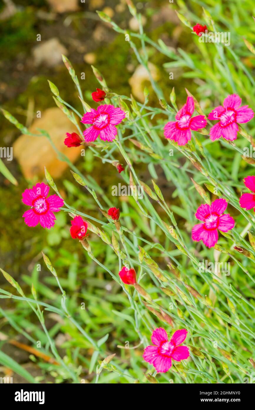 Dianthus Deltoides Brilliant Stock Photo Alamy