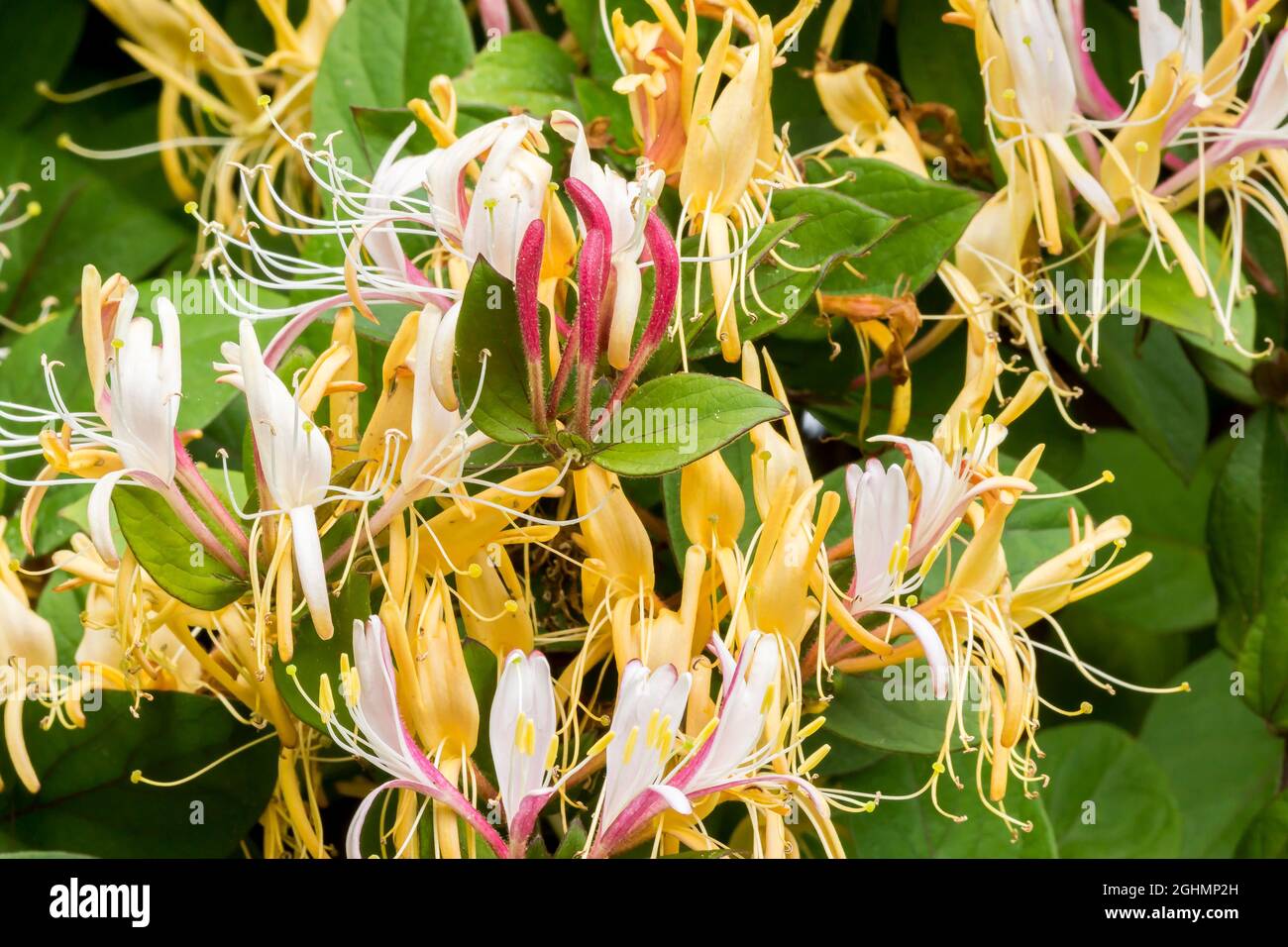 Lonicera japonica var chinensis Stock Photo - Alamy