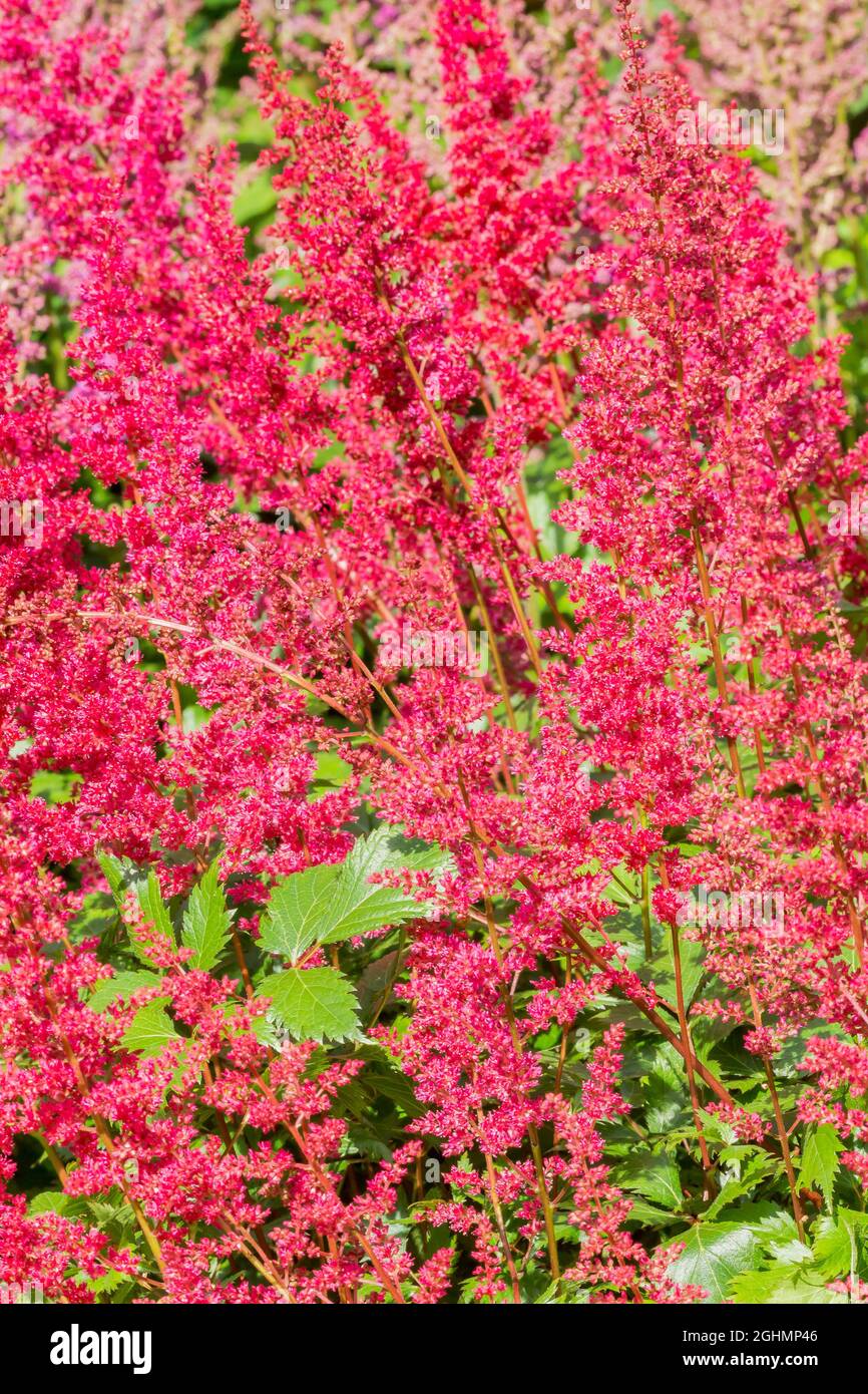 Astilbe japonica 'Montgomery' Stock Photo Alamy