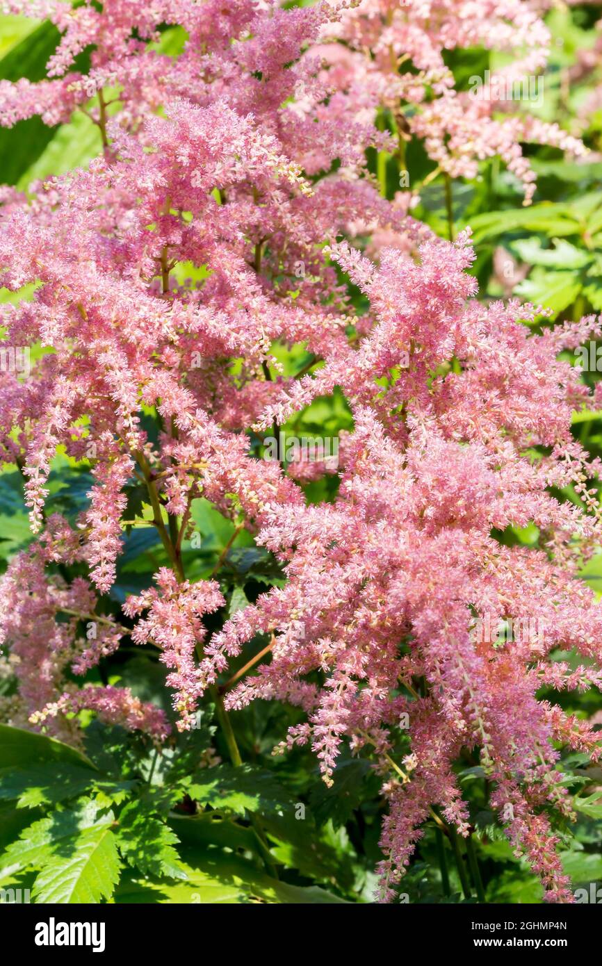 Astilbe Arendsii Bressingham Beauty Hi Res Stock Photography And Images Alamy