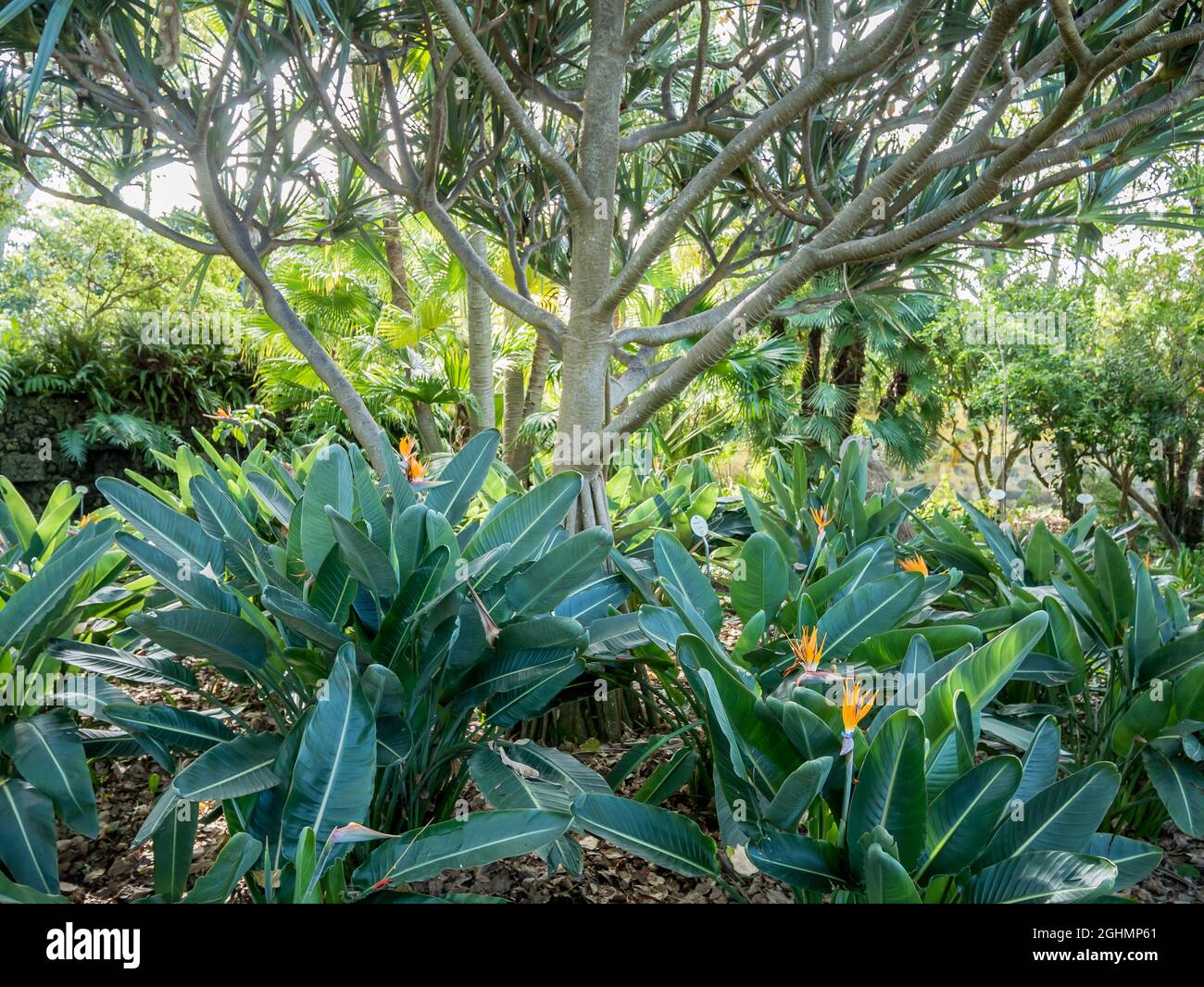 Pandanus utilis Bory, Strelitzia reginae Stock Photo Alamy
