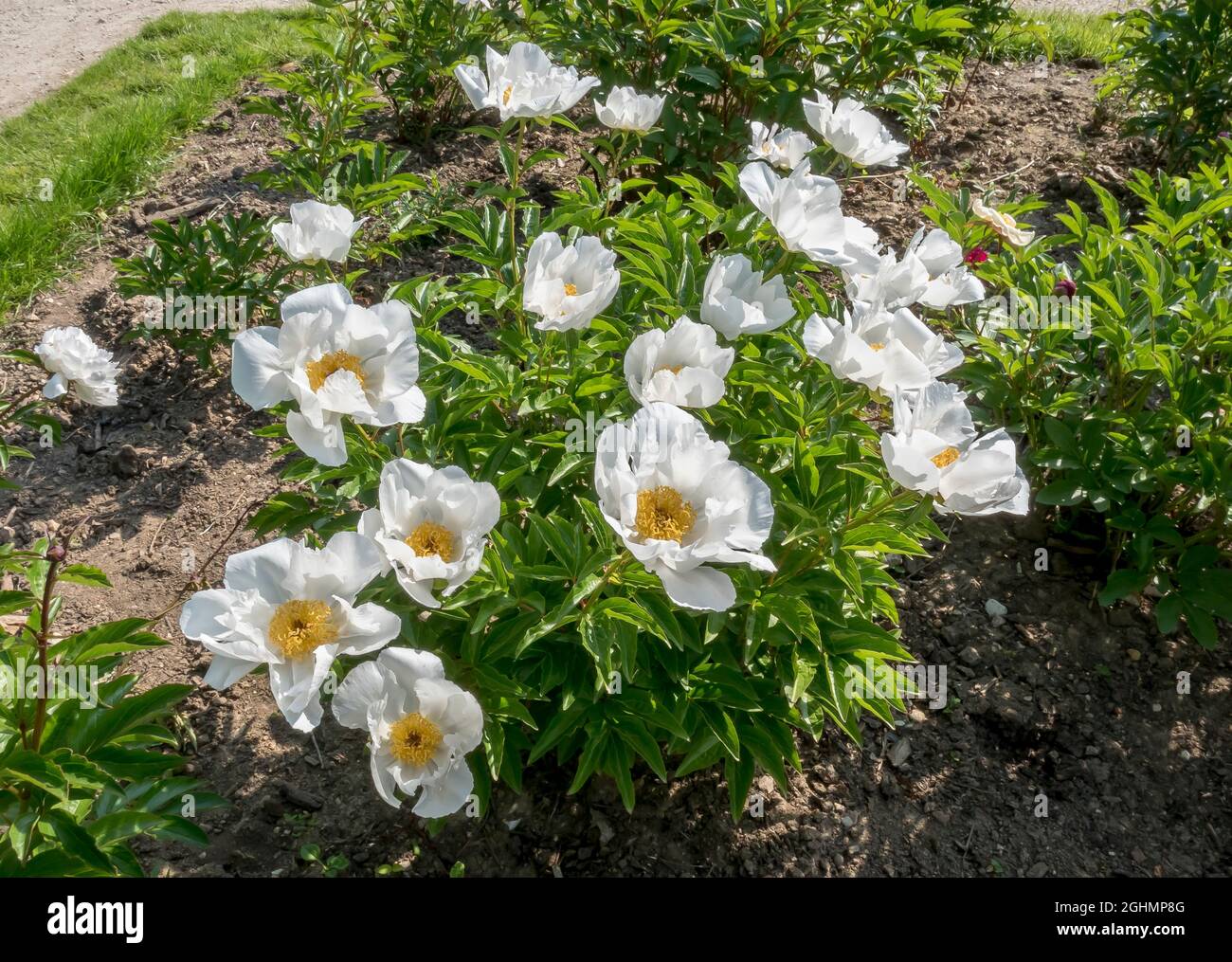 Paeonia lactiflora ?Krinkled White? Stock Photo