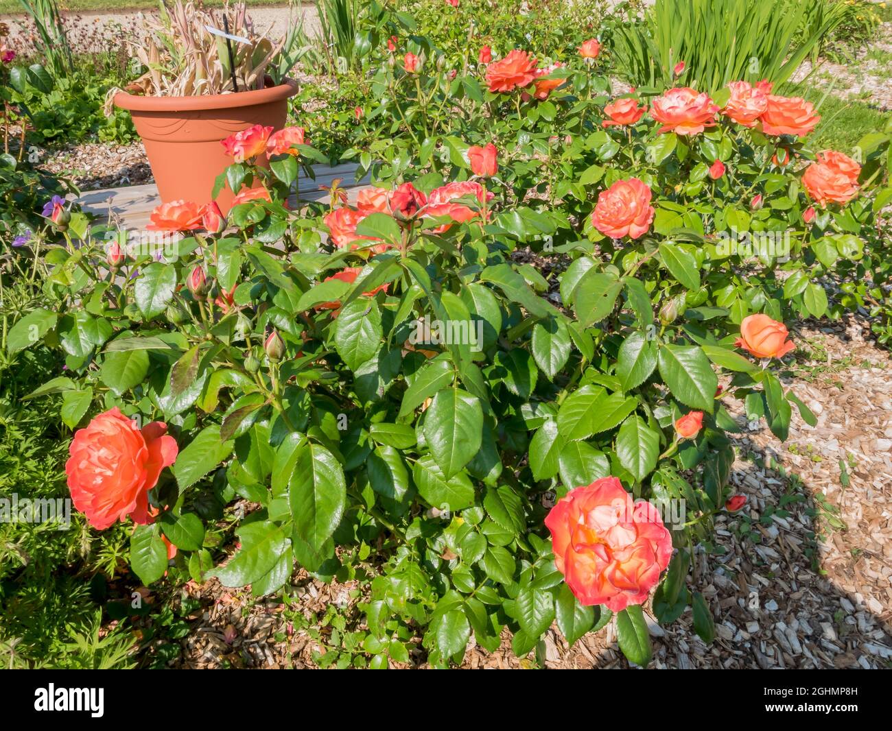 Rose tree 'Coral Drift' in bloom in a garden Stock Photo
