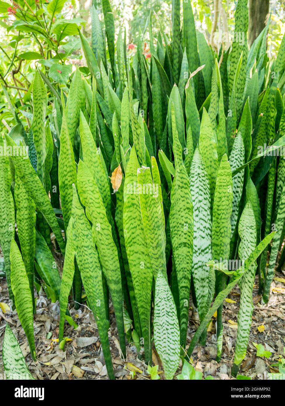 Sp sansevieria hi-res stock photography and images - Alamy