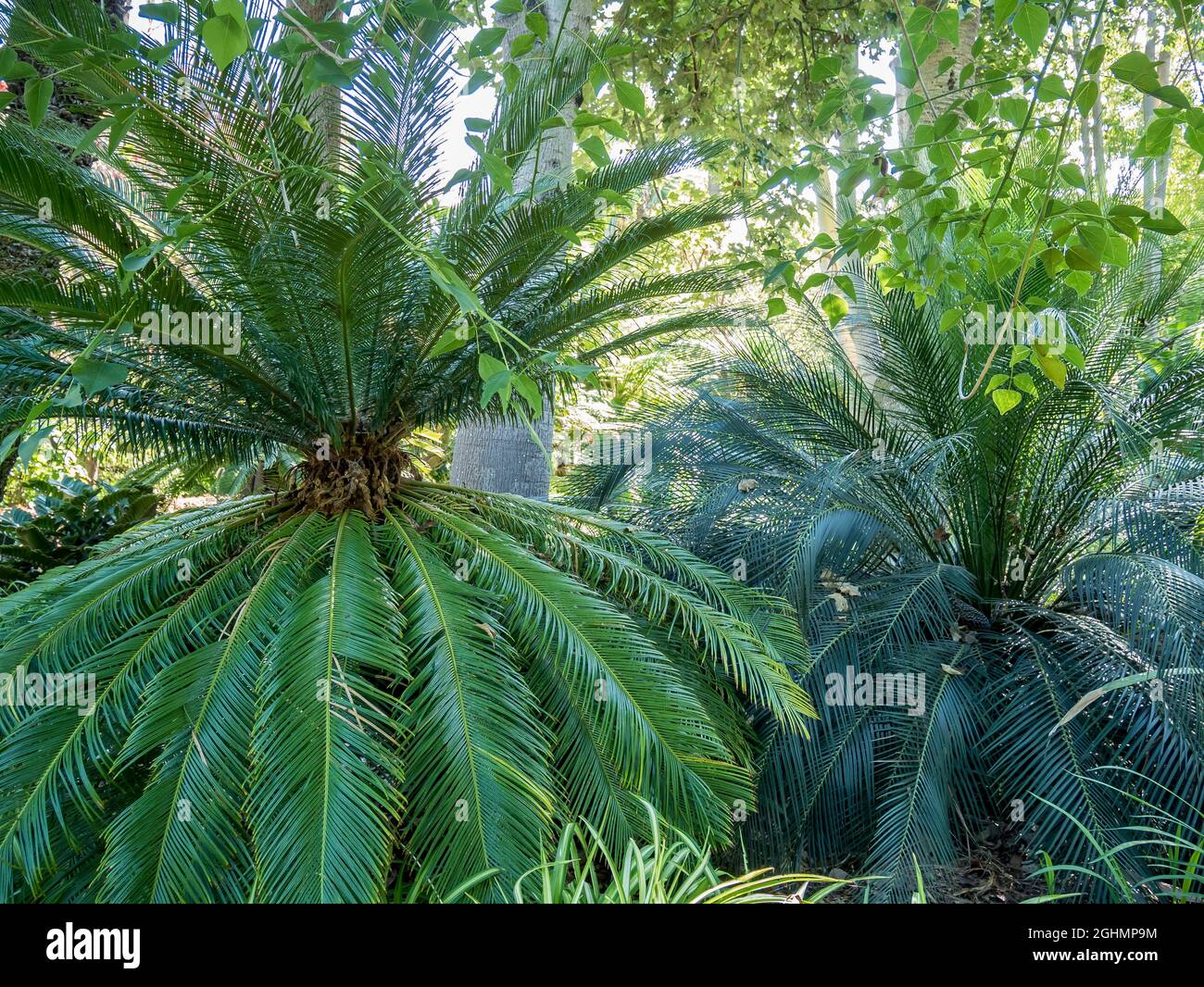 Macrozamia communis Stock Photo Alamy