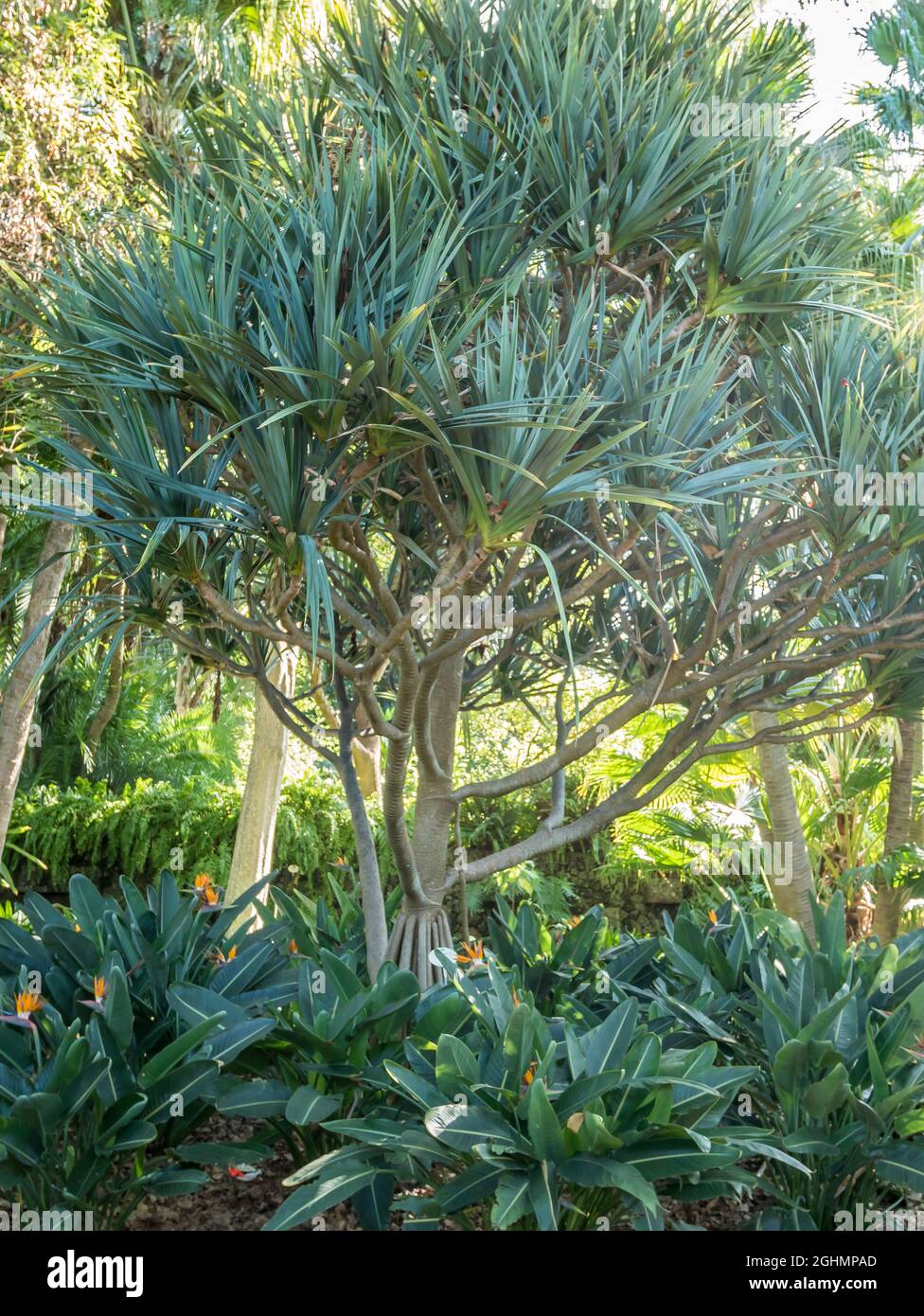 Pandanus utilis Bory, Strelitzia reginae Stock Photo Alamy
