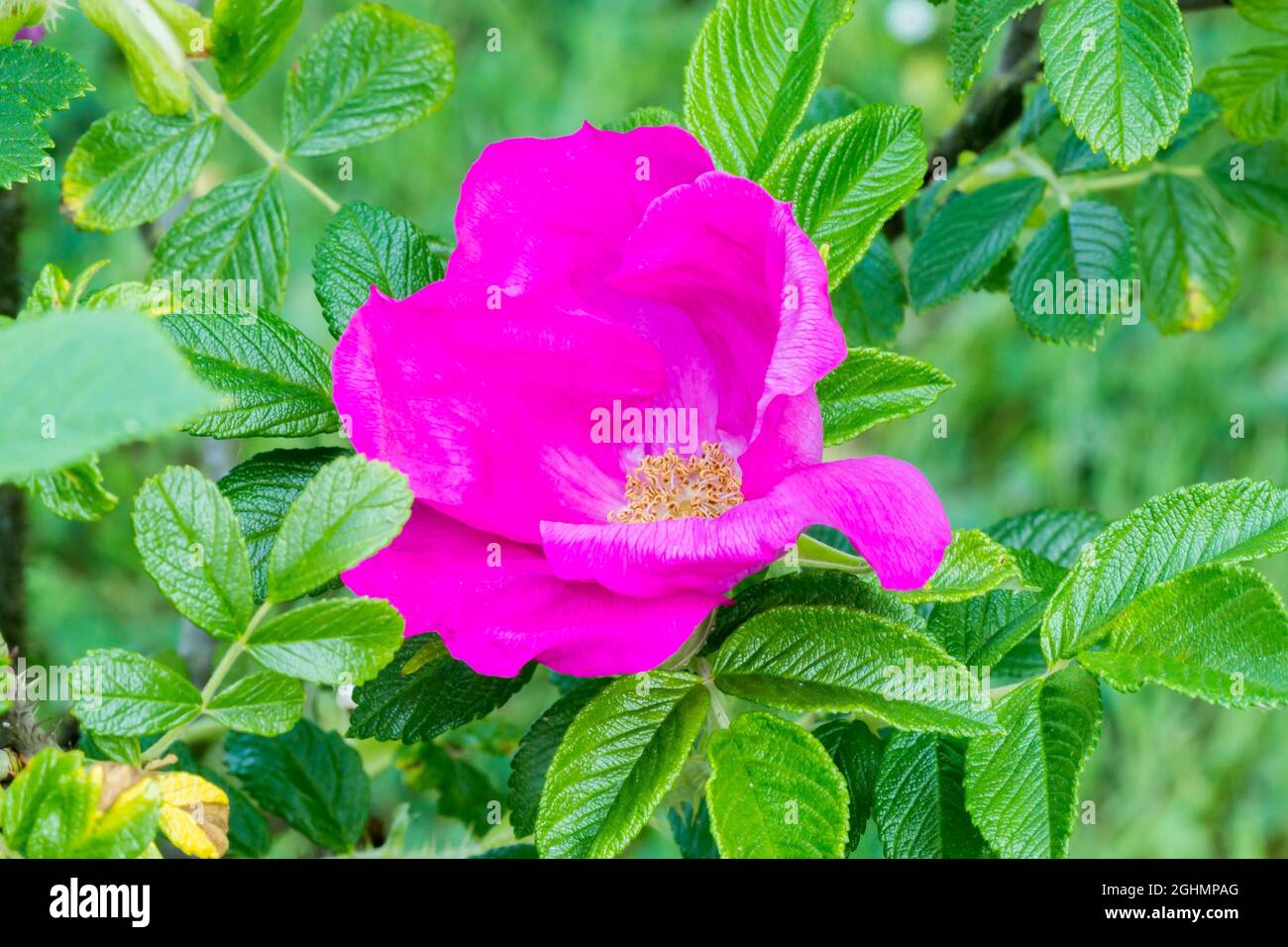 Rosa rugosa 'Rubra' Stock Photo - Alamy