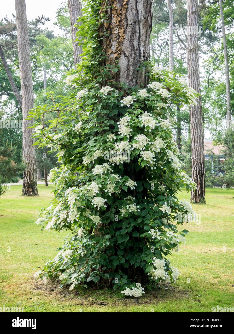 Hydrangea scandens ssp. chinensis Stock Photo