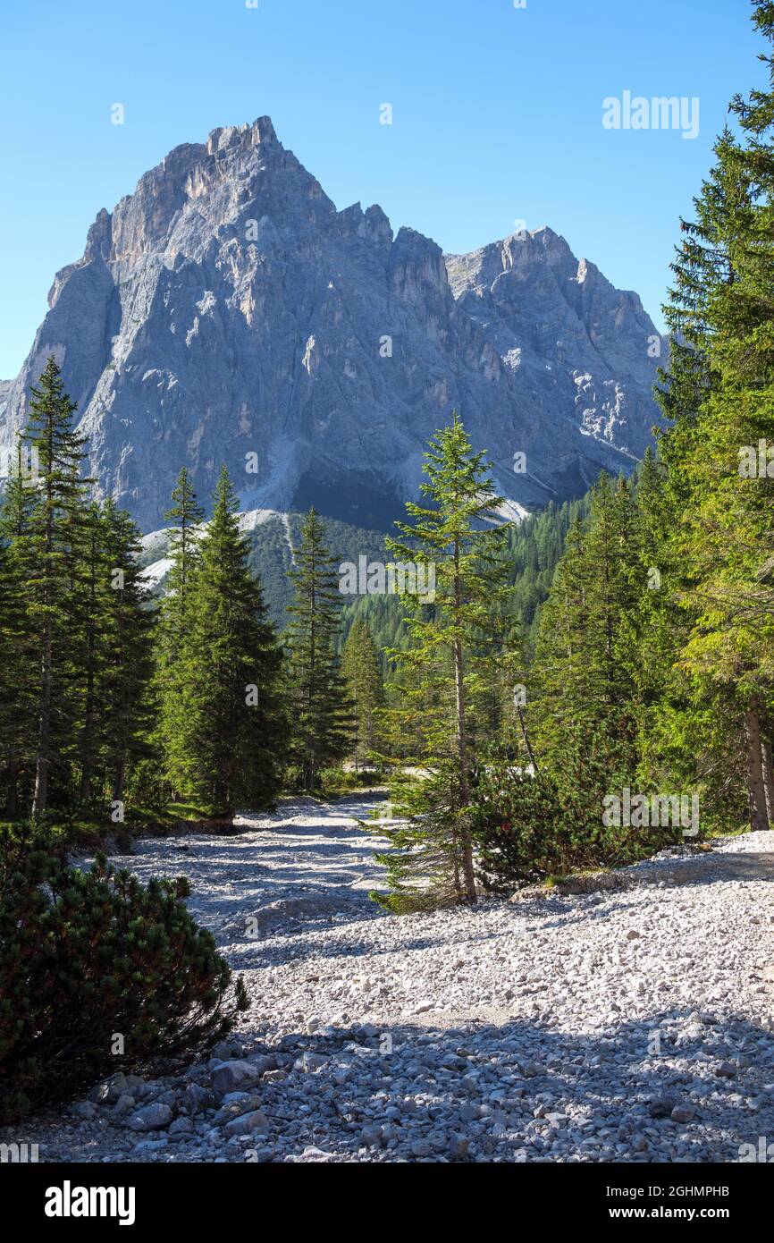 Spruce trees (Picea abies) on scree. Mattina mountain. Val Campo di Dentro / Innerfeldtal Valley. Italian Alps. Europe. Stock Photo