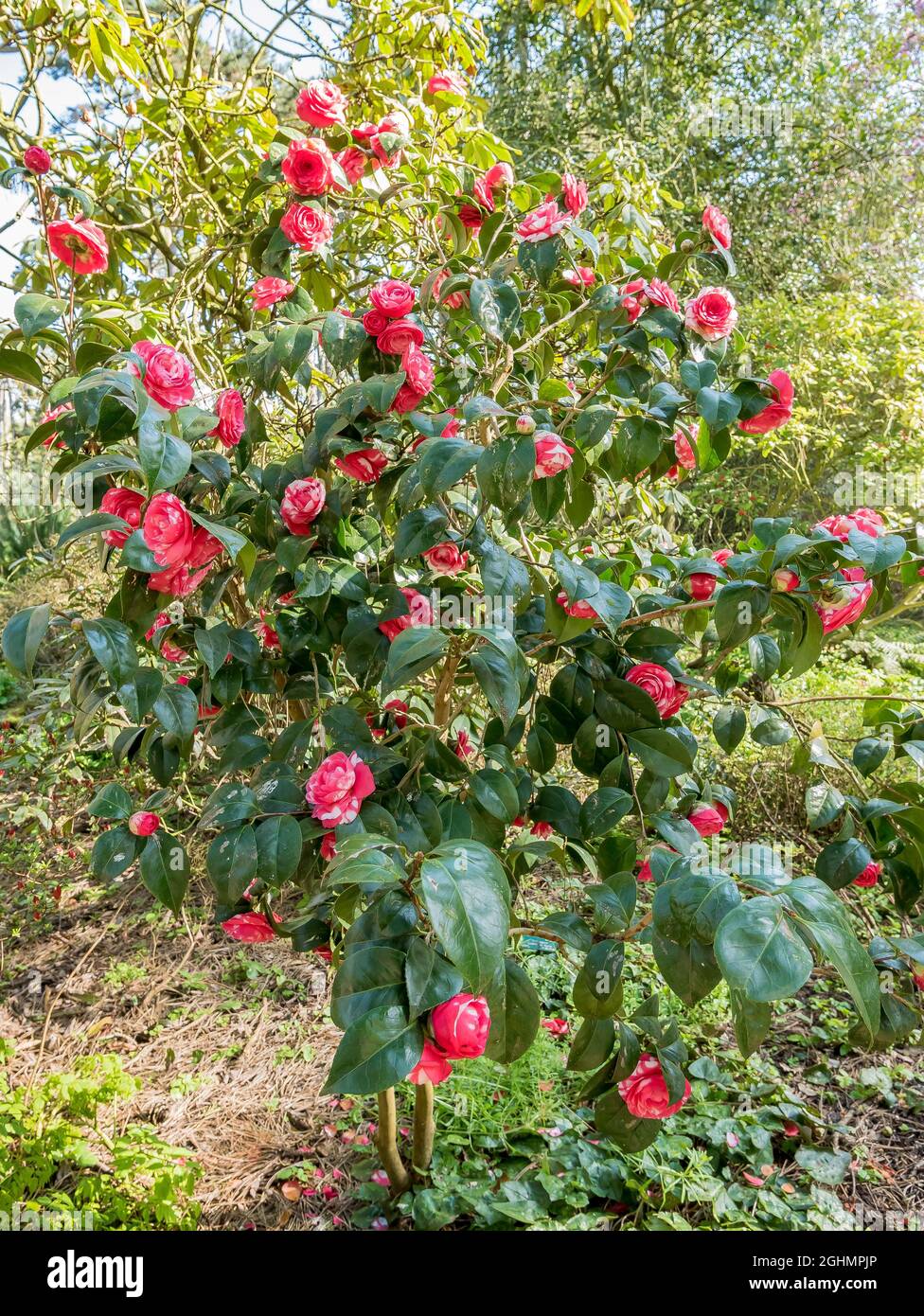 Camellia japonica bicolor hi-res stock photography and images - Alamy