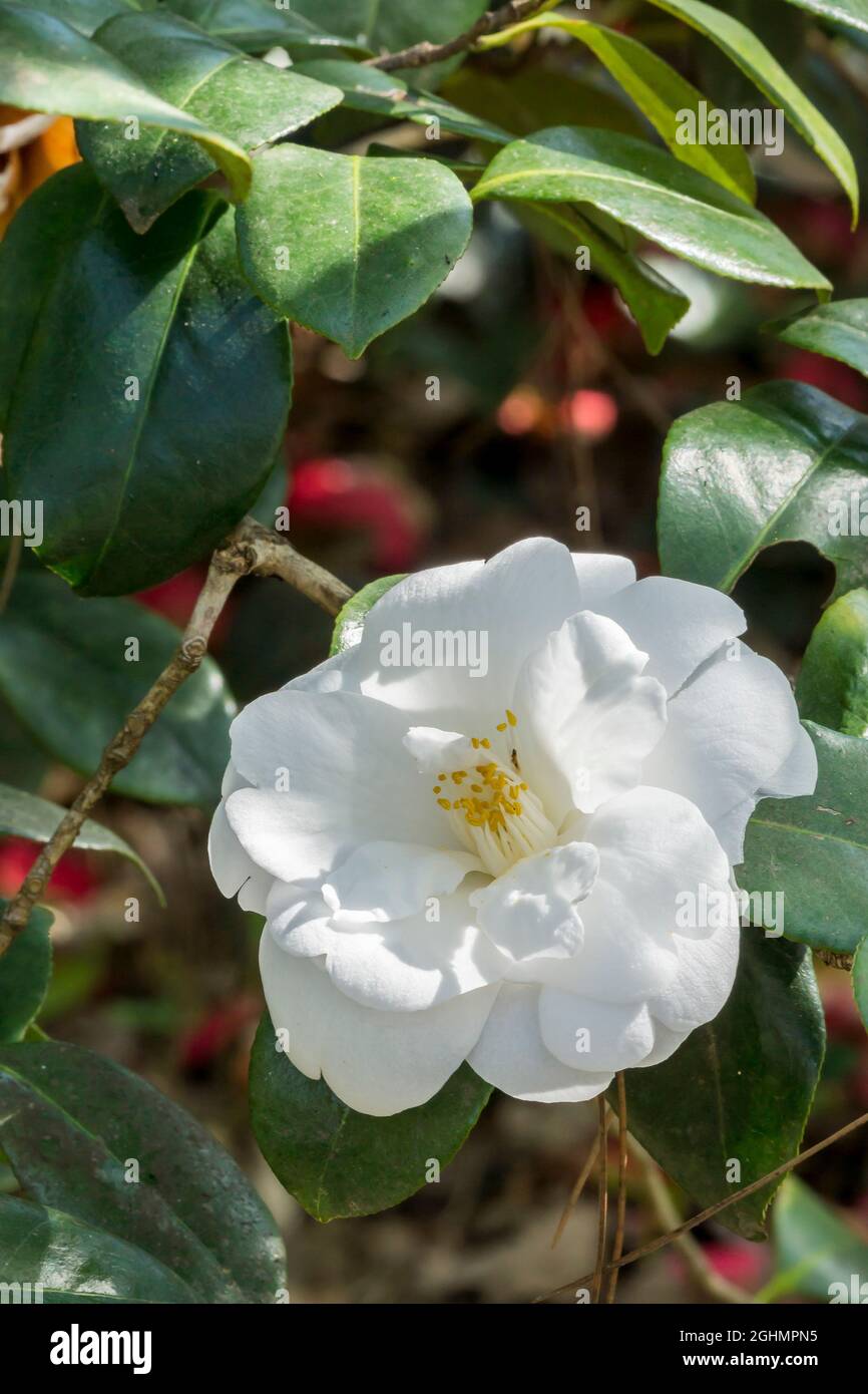 Camellia 'Frost Queen' in bloom in a garden Stock Photo