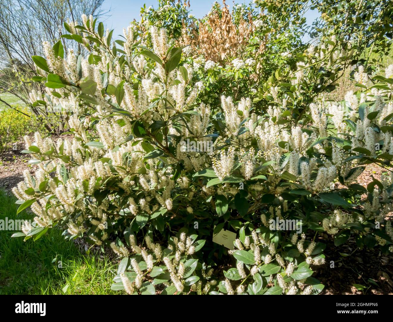 Prunus laurocerasus 'Nana' Stock Photo