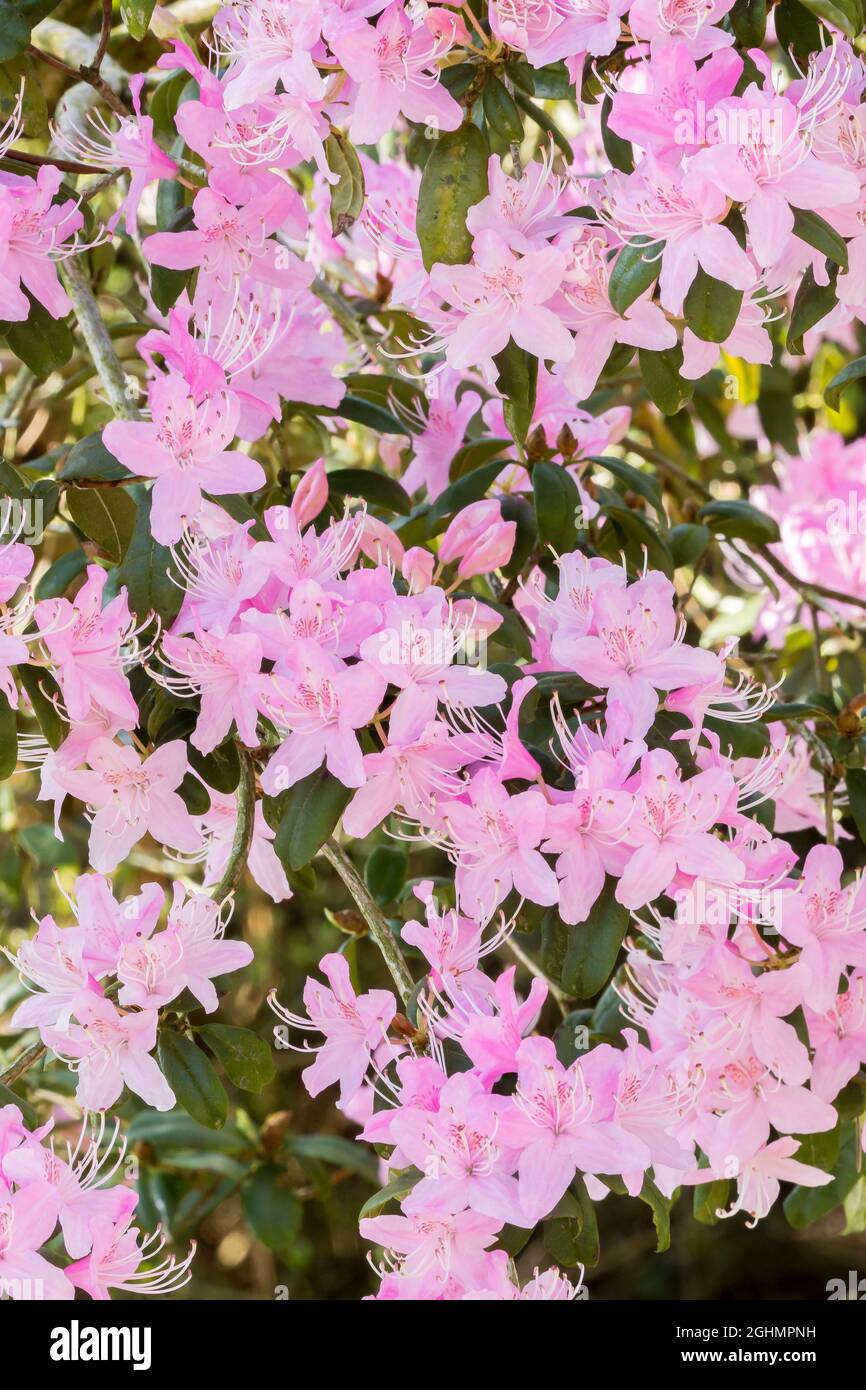 Rhododendron davidsonianum Stock Photo