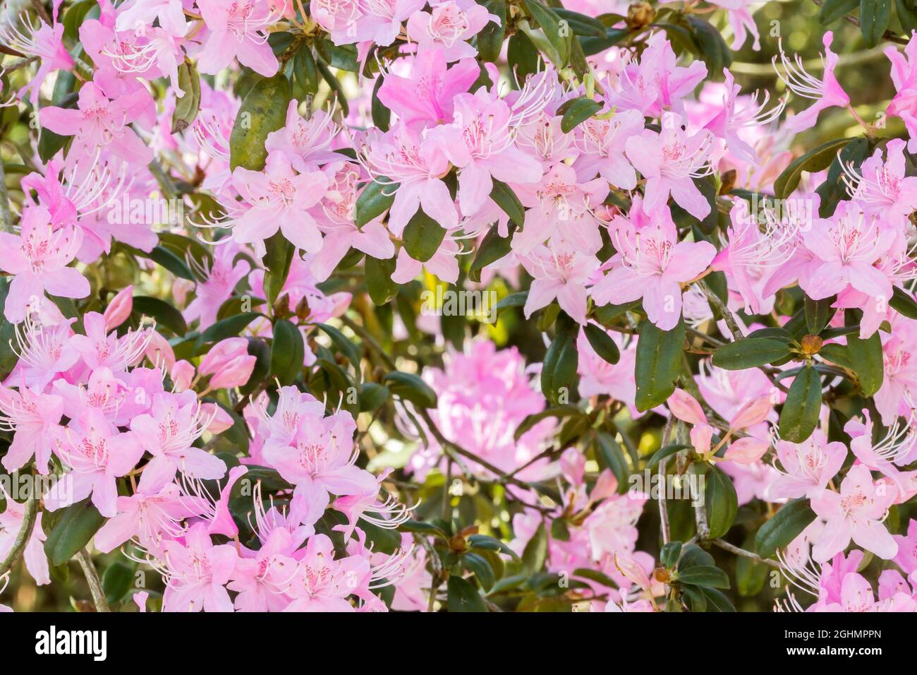 Rhododendron davidsonianum Stock Photo
