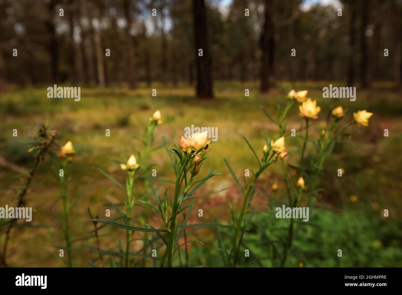 Golden Paper Daisy - Xerochrysum viscosum - growing wild in the Terrick Terrick National Park, Victoria Australia Stock Photo