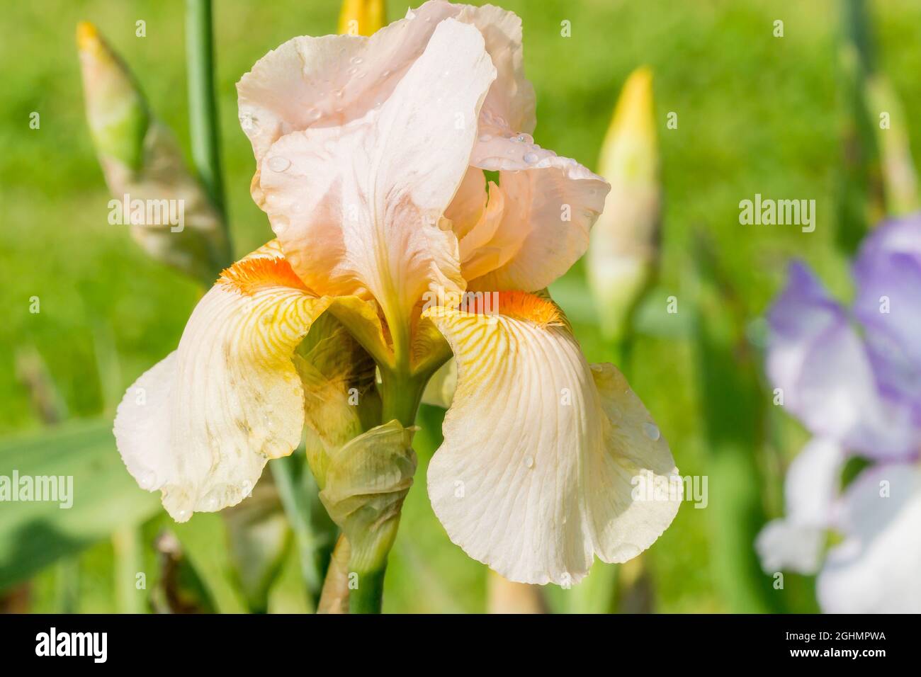 Iris Germanica 'Constant Wattez' Breeder Van Veen 1955 Stock Photo