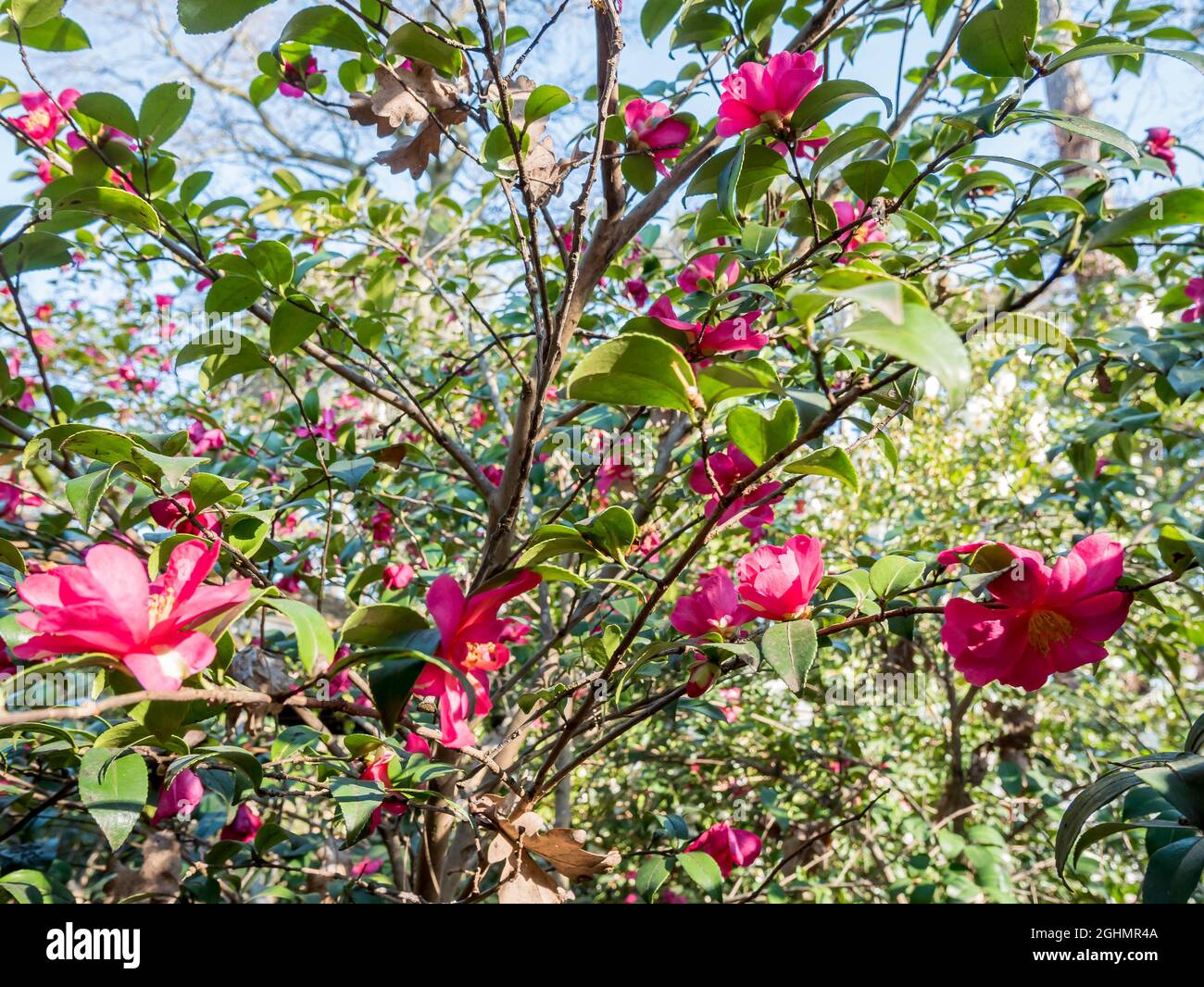 Camellia hiemalis 'Kanjiro' Stock Photo
