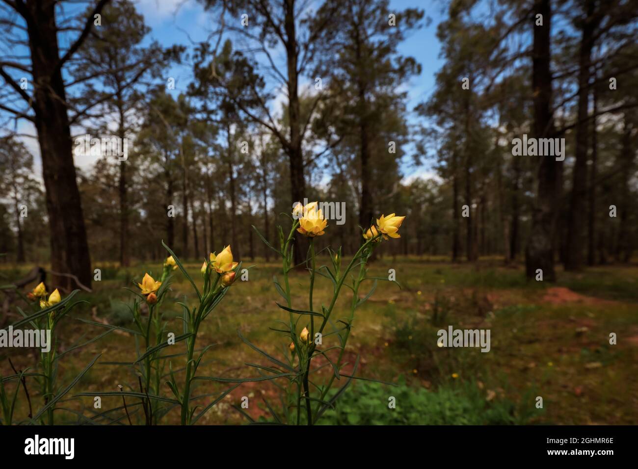 Golden Paper Daisy - Xerochrysum viscosum - growing wild in the Terrick Terrick National Park, Victoria Australia Stock Photo