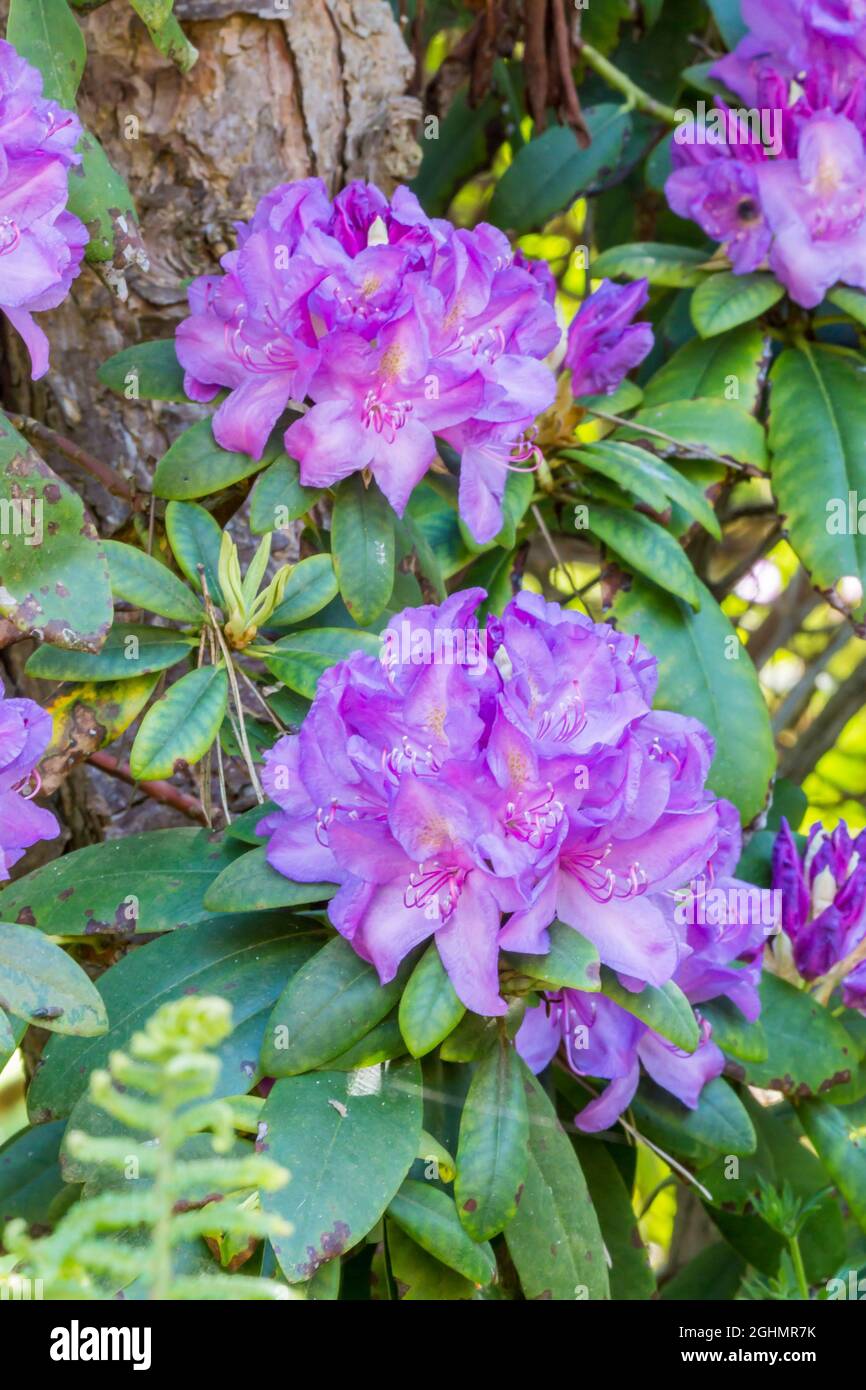 Rhododendron catawbiense 'Boursault' Stock Photo
