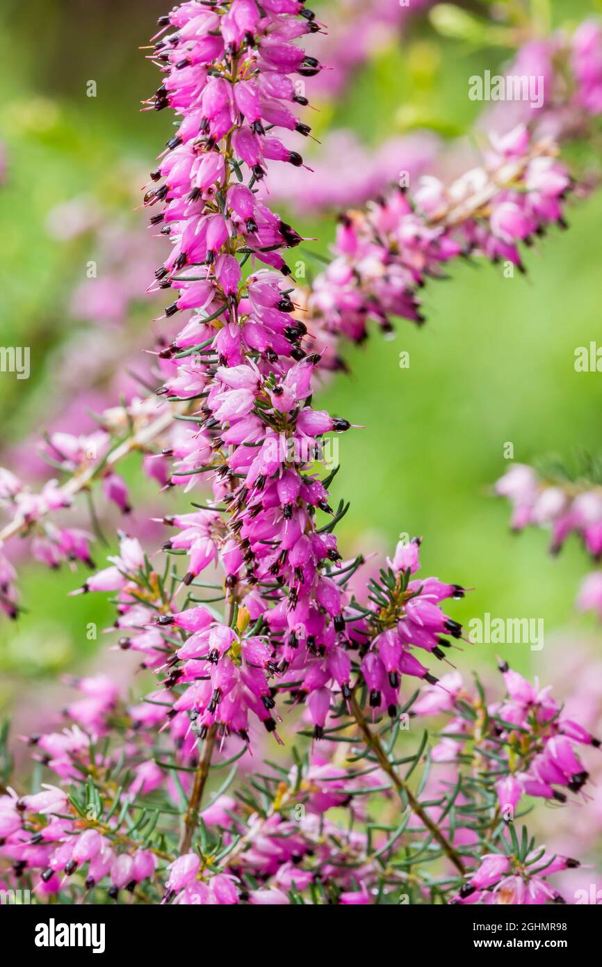 Erica darleyensis 'Arthur Johnson' Stock Photo