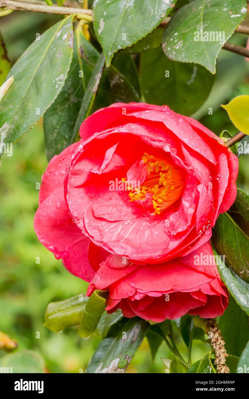 Camellia 'Laura Walker' in bloom in a garden Stock Photo