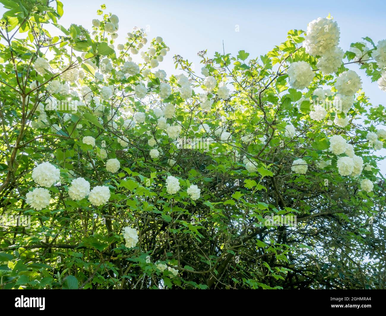 Viburnum opulus 'Nana' Stock Photo Alamy
