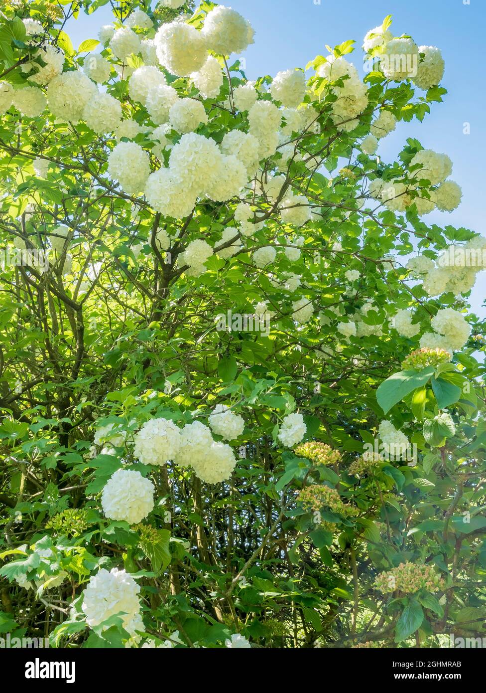 Viburnum opulus 'Nana' Stock Photo Alamy