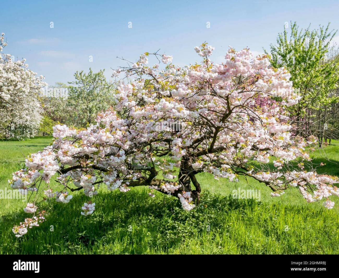 Prunus serrulata 'Shimidsu Sakura' Stock Photo