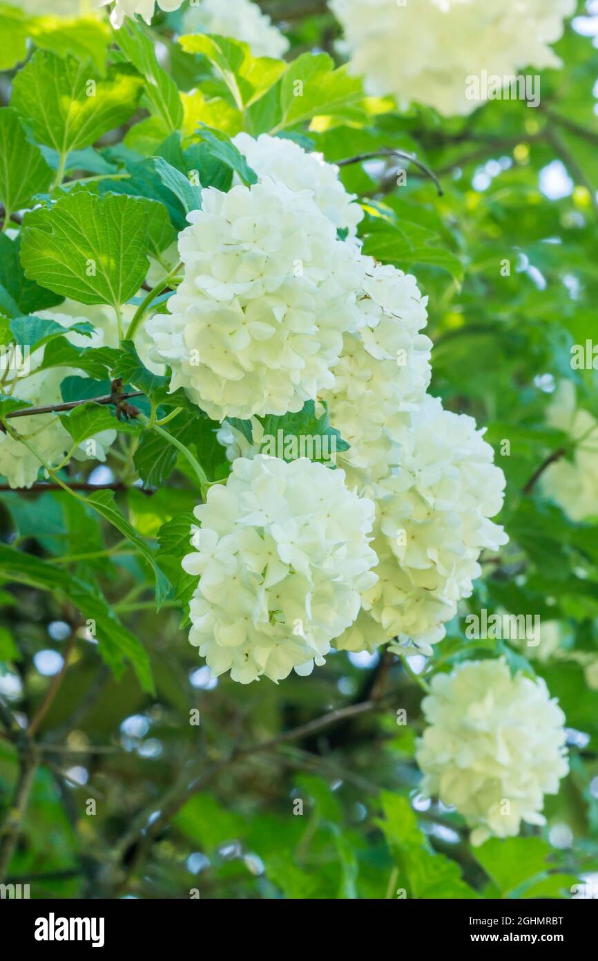 Viburnum opulus 'Nana' Stock Photo Alamy