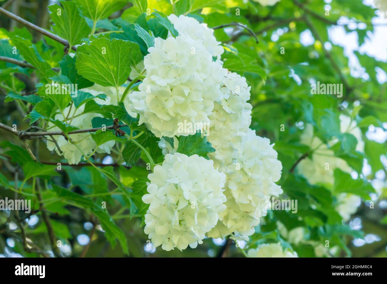 Viburnum opulus 'Nana' Stock Photo Alamy