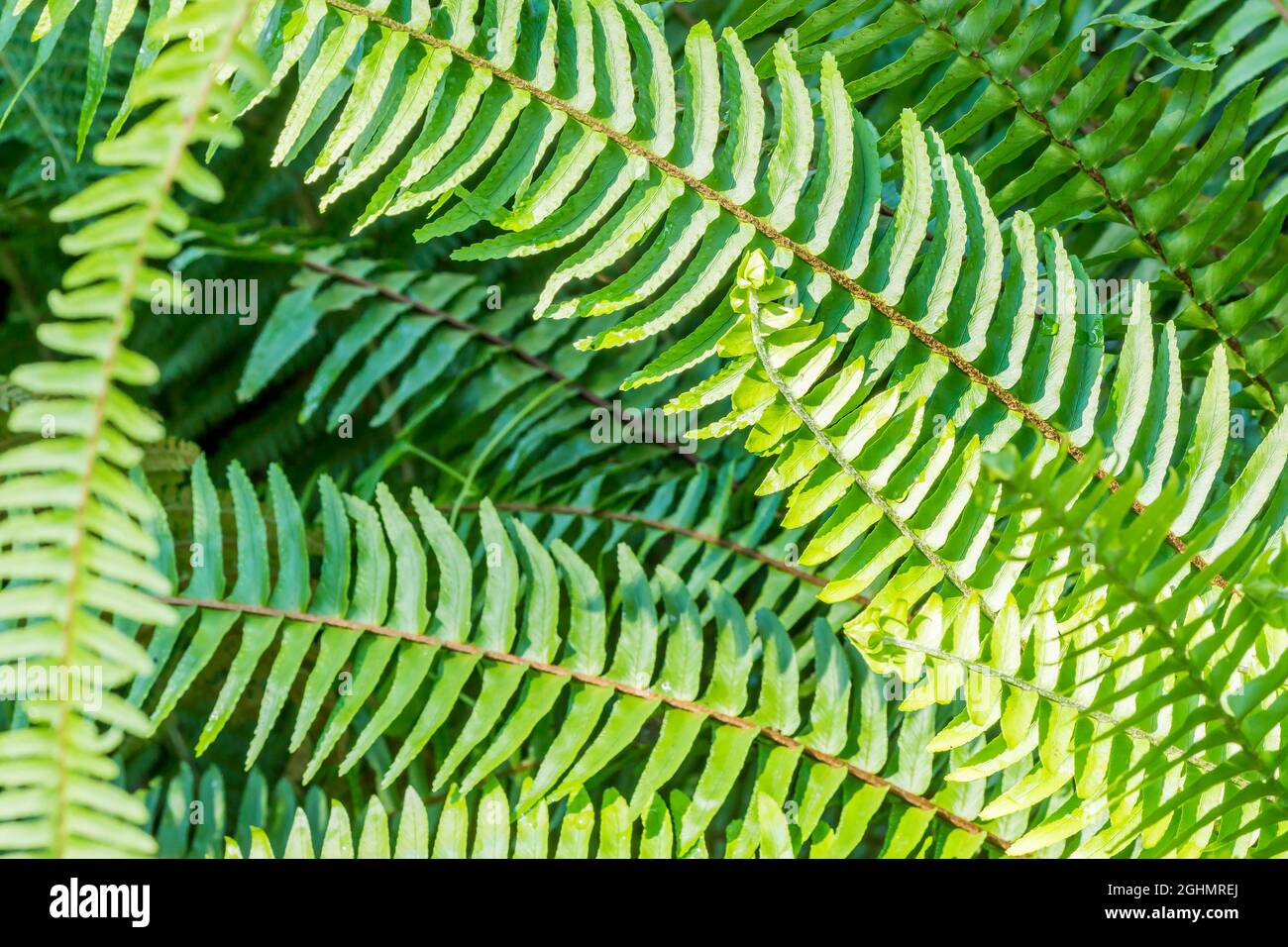 Nephrolepis cordifolia hires stock photography and images Alamy