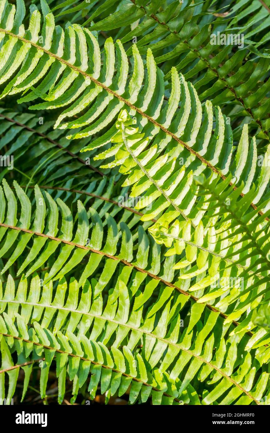 Nephrolepis cordifolia hires stock photography and images Alamy