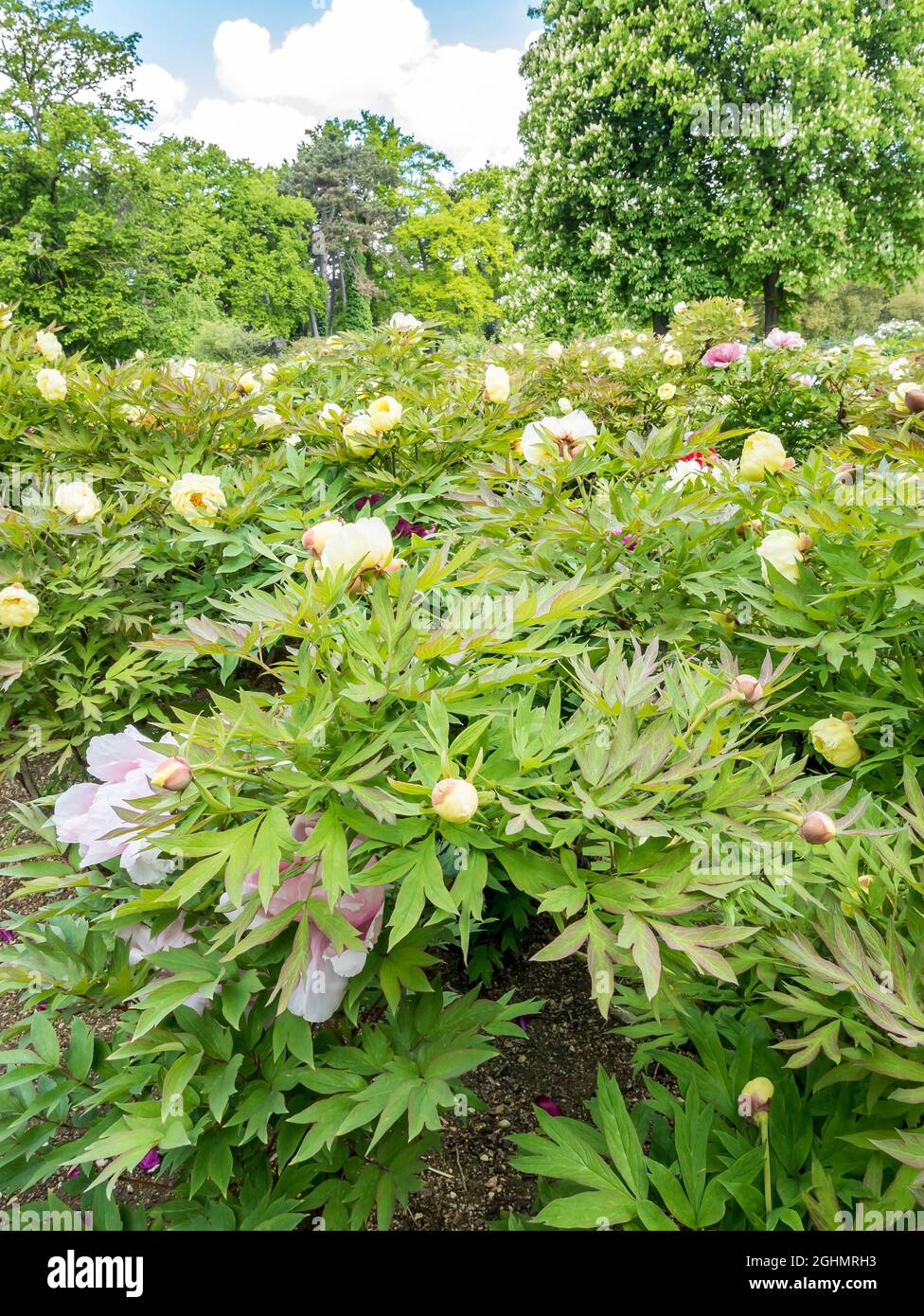 Massif de pivoines arbustives japonaises, Paeonia lutea 'High Noon', Paeonia suffruticosa 'Hana Kisoï' Stock Photo