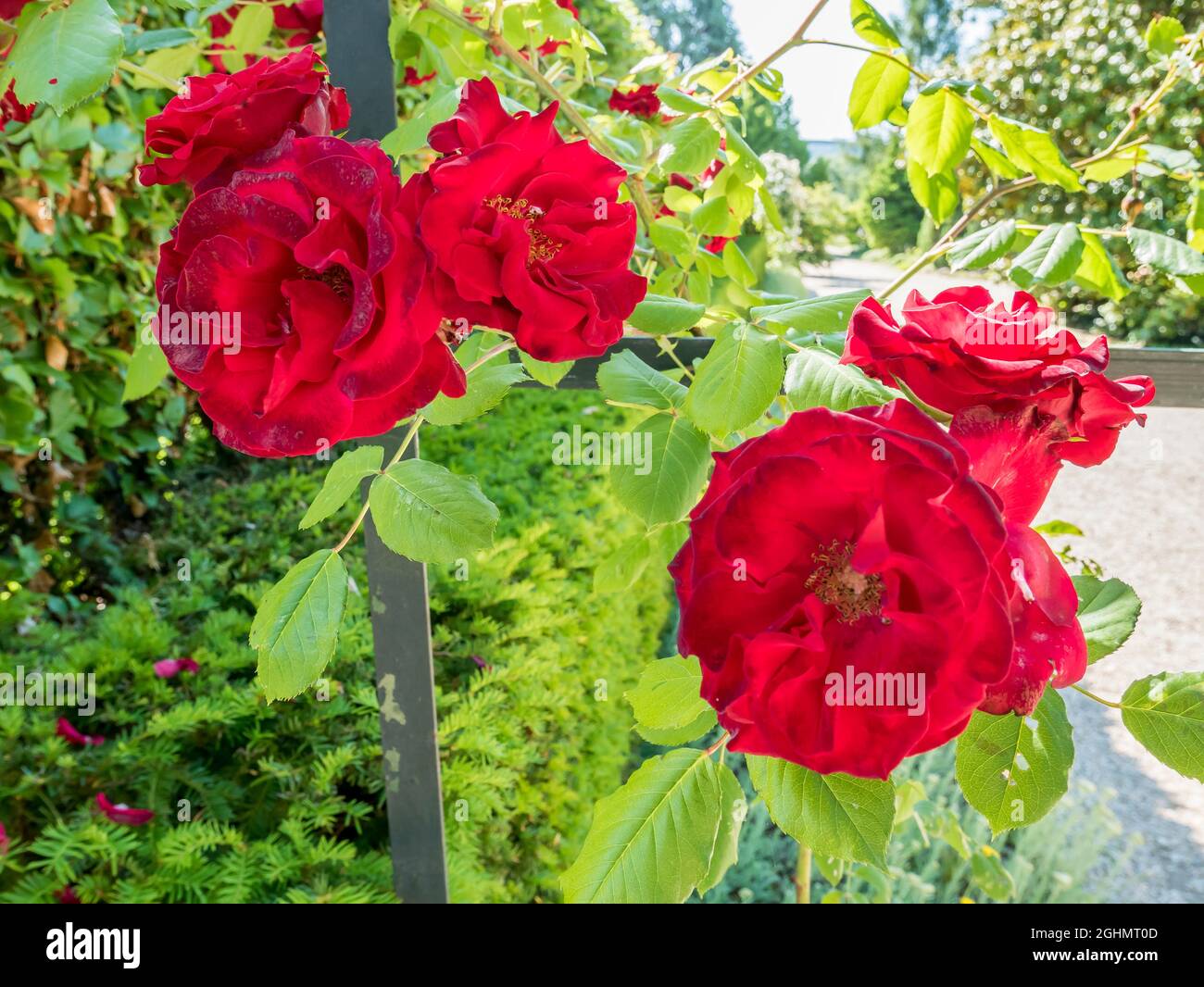 Rosa 'Guinee' Breeder Mallerin (FRA) 1938 Stock Photo Alamy