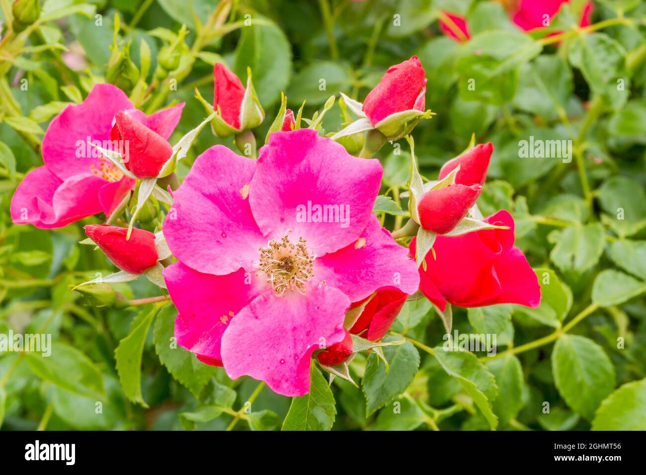 Rose tree 'Xylon' in bloom in a garden Stock Photo Alamy