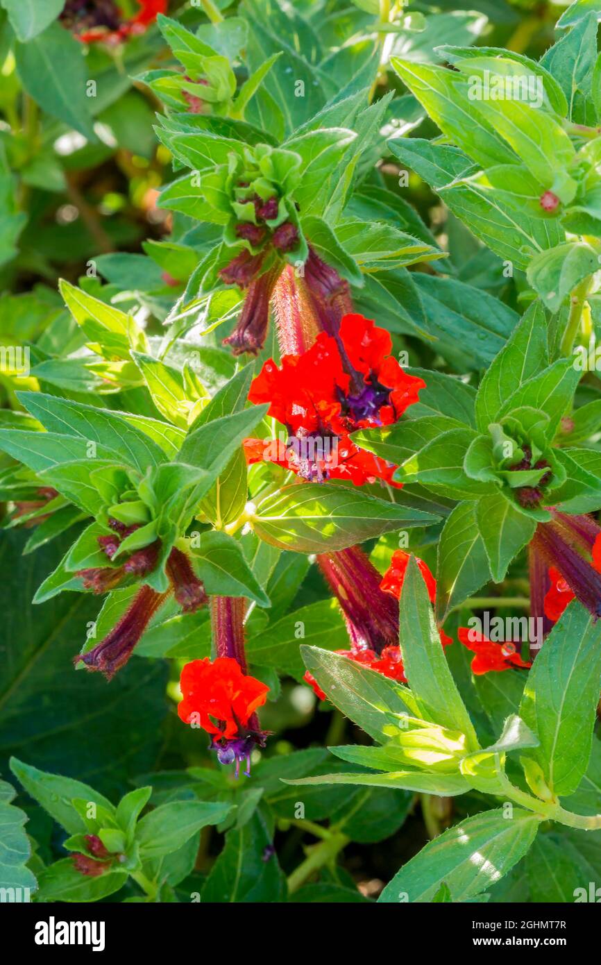 Cuphea llavea 'Torpedo' Stock Photo - Alamy