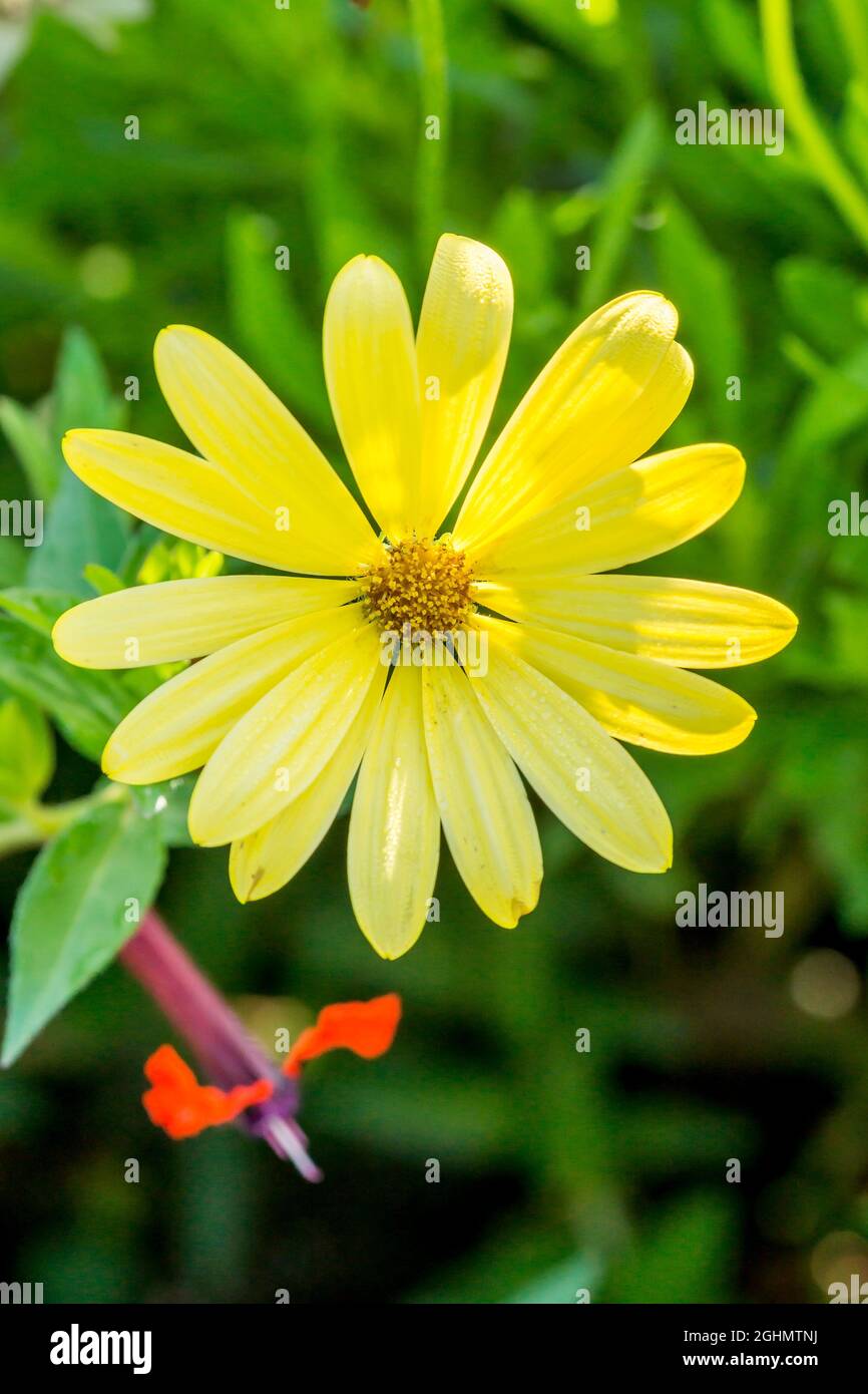 Osteospermum ecklonis 'Voltage Yellow' Stock Photo