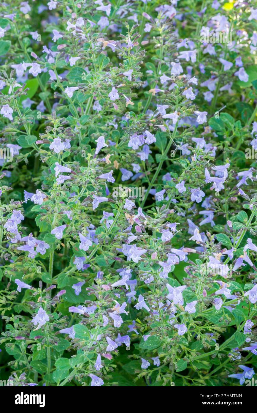 Calamintha nepeta 'Marvelette Blue' Stock Photo Alamy