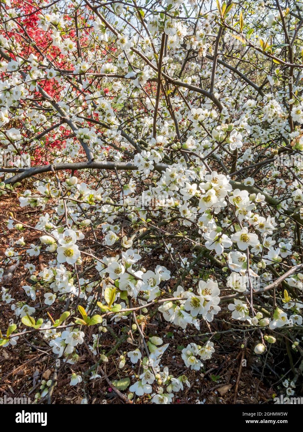 Chaenomeles speciosa 'Nivalis' Stock Photo Alamy