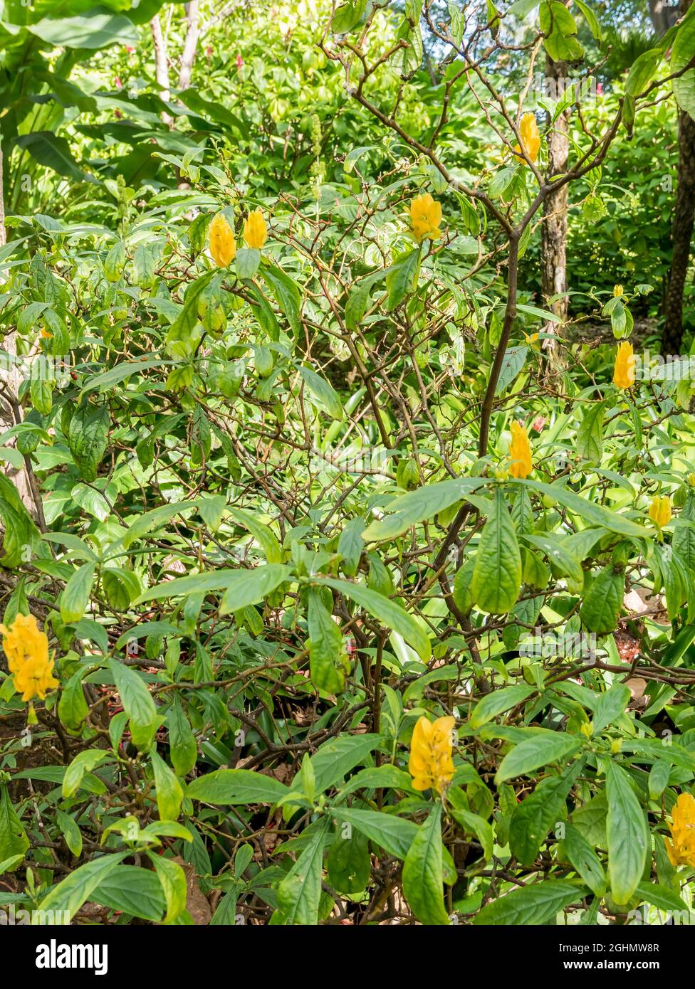 Pachystachys lutea Stock Photo