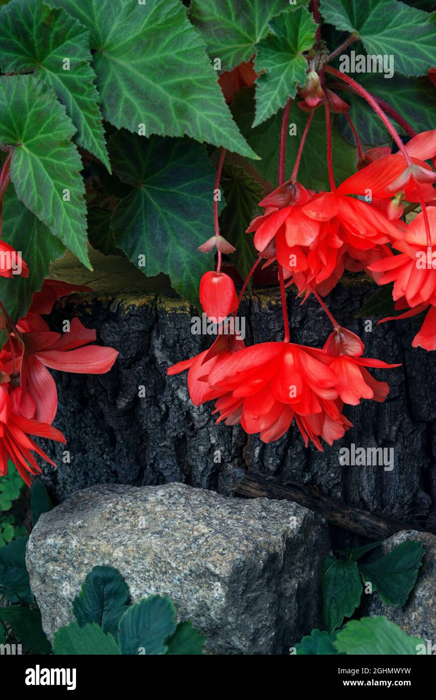 A beautiful coral begonia flower stands on a stump and a rubble stone in the foreground. High quality photo Stock Photo