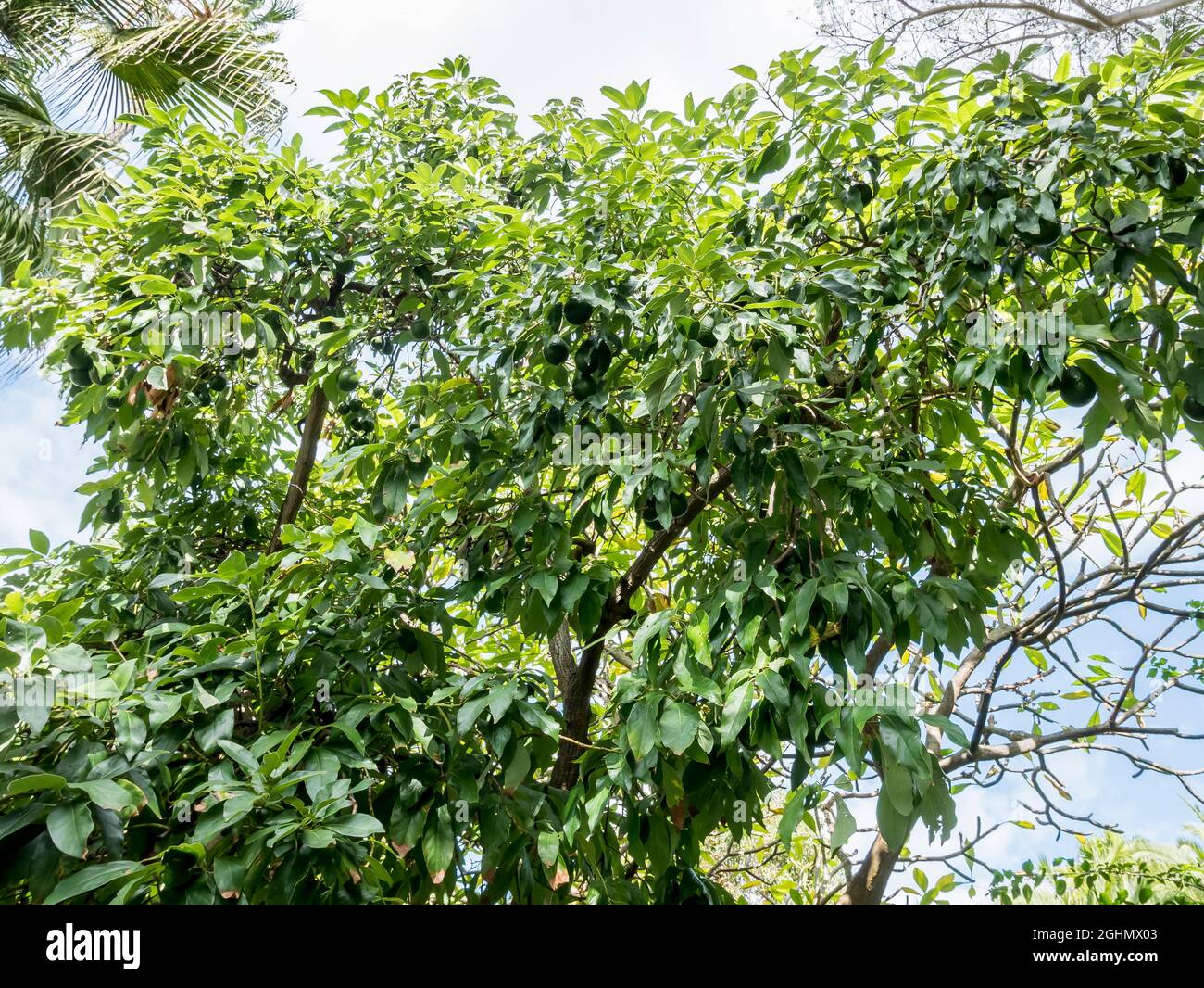 Persea americana Stock Photo