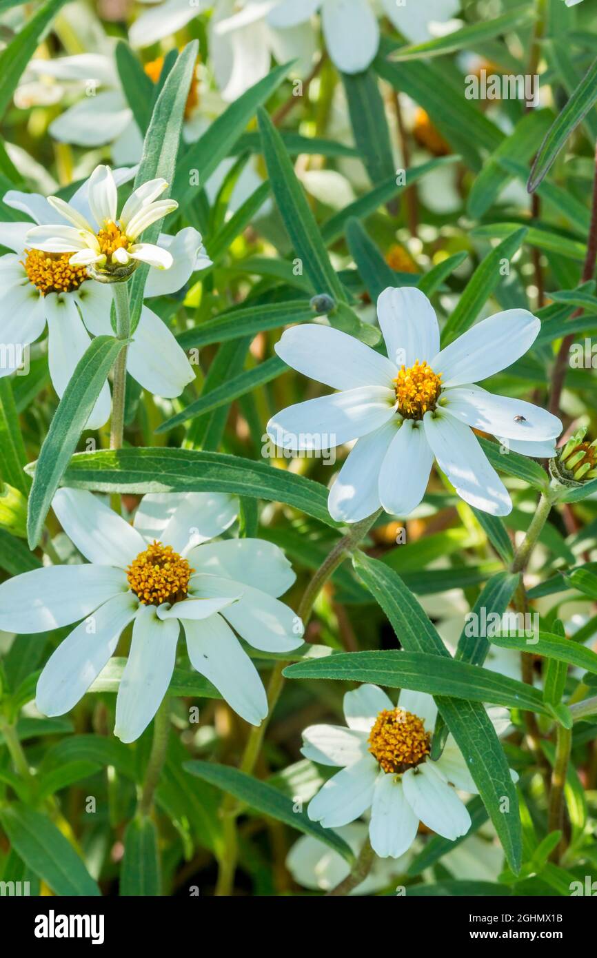 Zinnia angustifolia 'Star White' Stock Photo Alamy