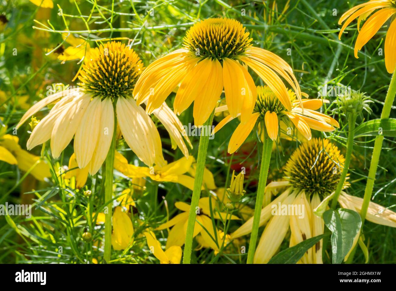 Echinacea purpurea 'Cheyenne Spirit' Stock Photo Alamy