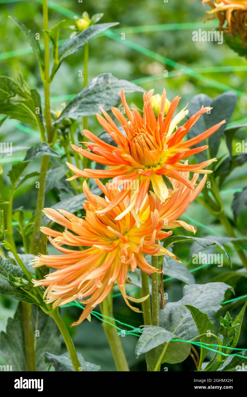 Dahlia ‘Alfred Grille’ Breeder : Severin (ALL) 1963 Stock Photo - Alamy