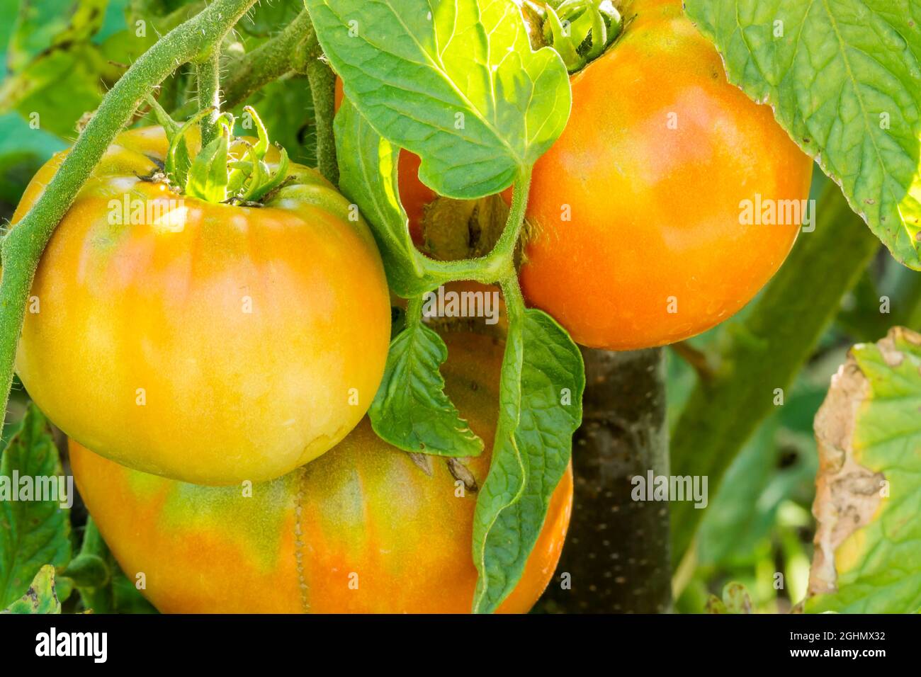 Tomate Coeur De Boeuf Rouge Stock Photo Alamy