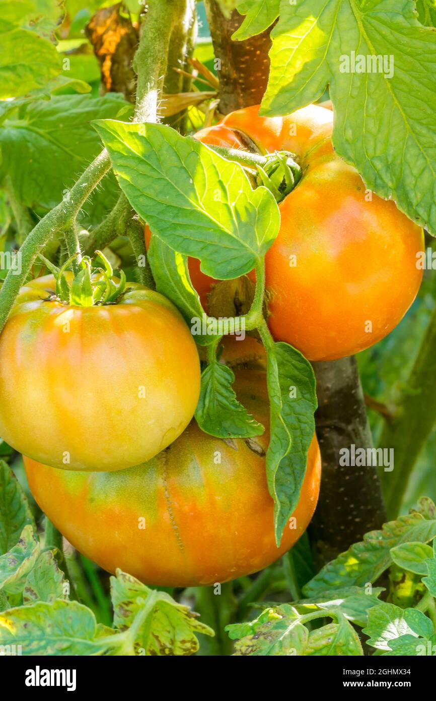 Tomate Coeur De Boeuf Rouge Stock Photo Alamy