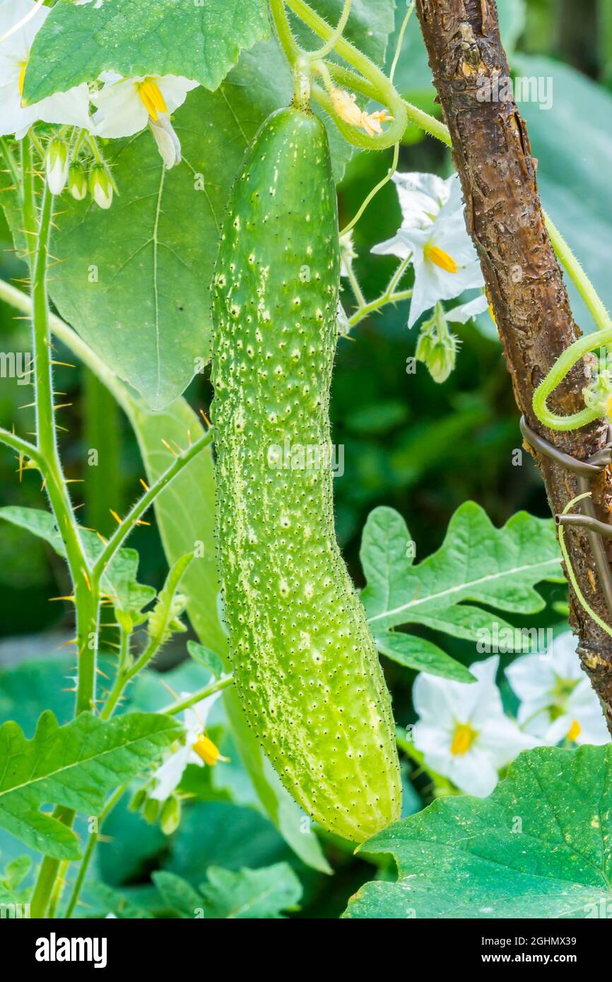 Cornichon de Paris Stock Photo - Alamy